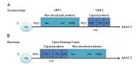 Viral infections of <i>Apis mellifera</i>: its importance, dynamics, diagnostics and treatment opportunities