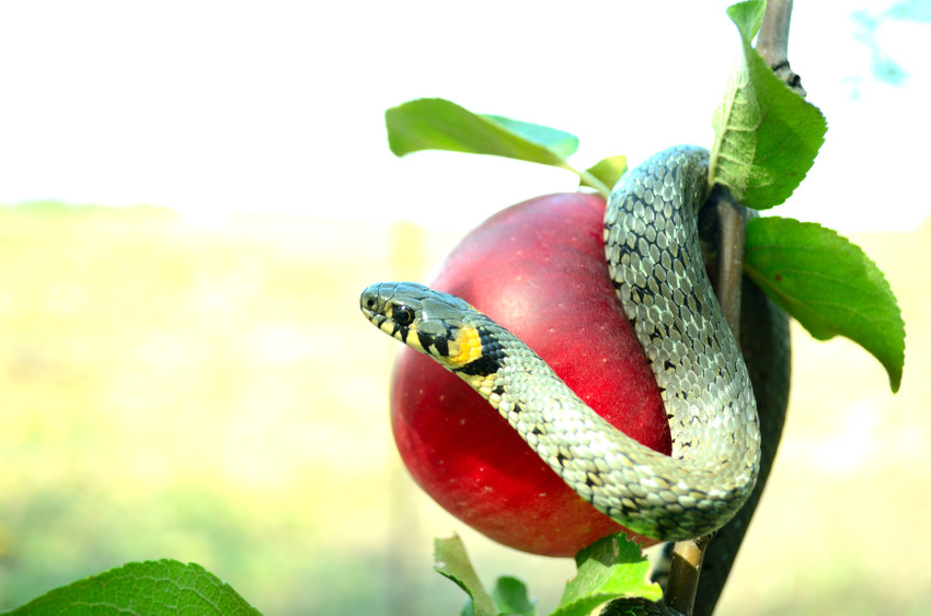 Spożycie fruktozy ma związek ze stłuszczeniem wątroby